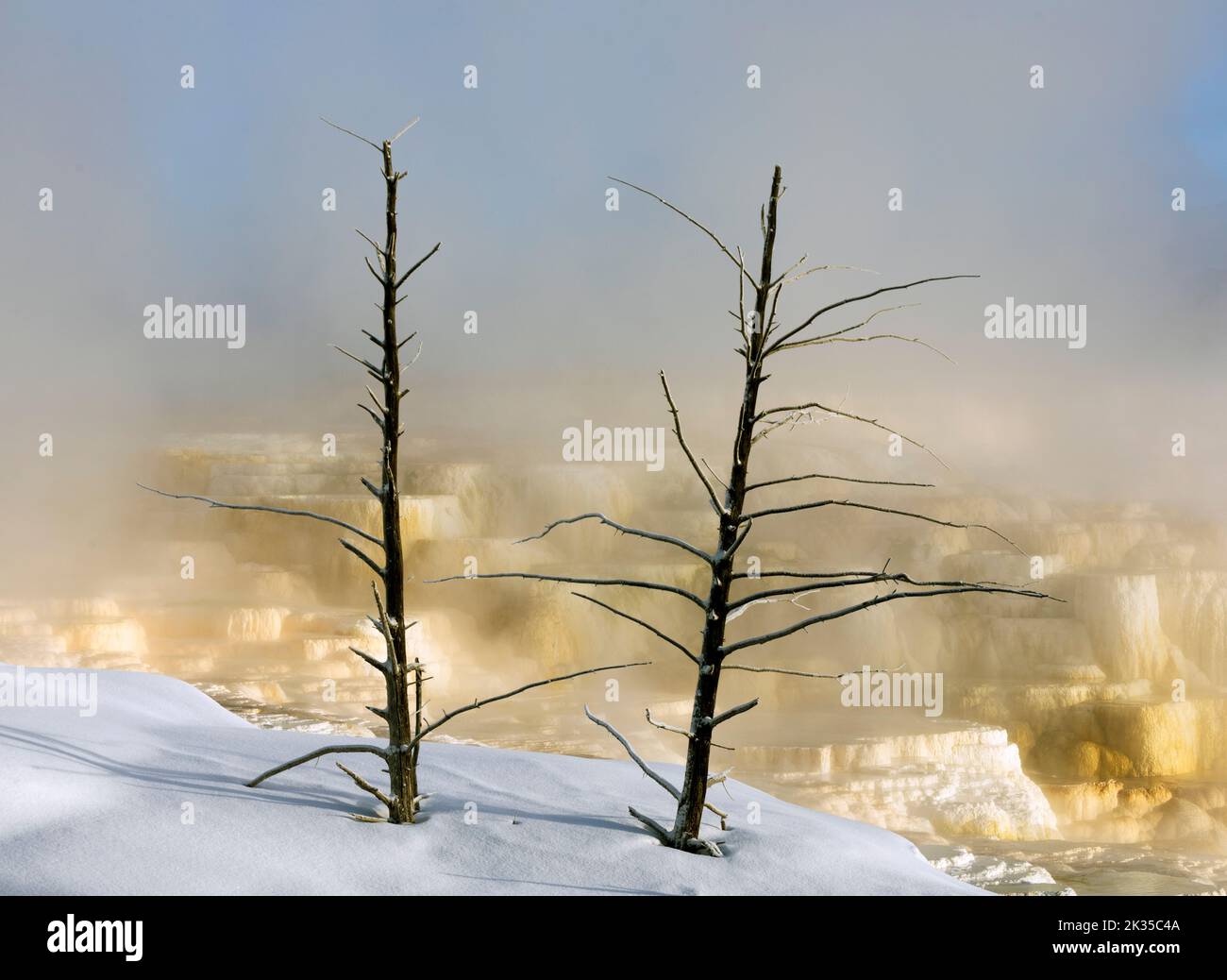 WY05081-00..... WYOMING - Misty Morning au sommet des terrasses inférieures de Mammoth Hot Springs, parc national de Yellowstone. Banque D'Images