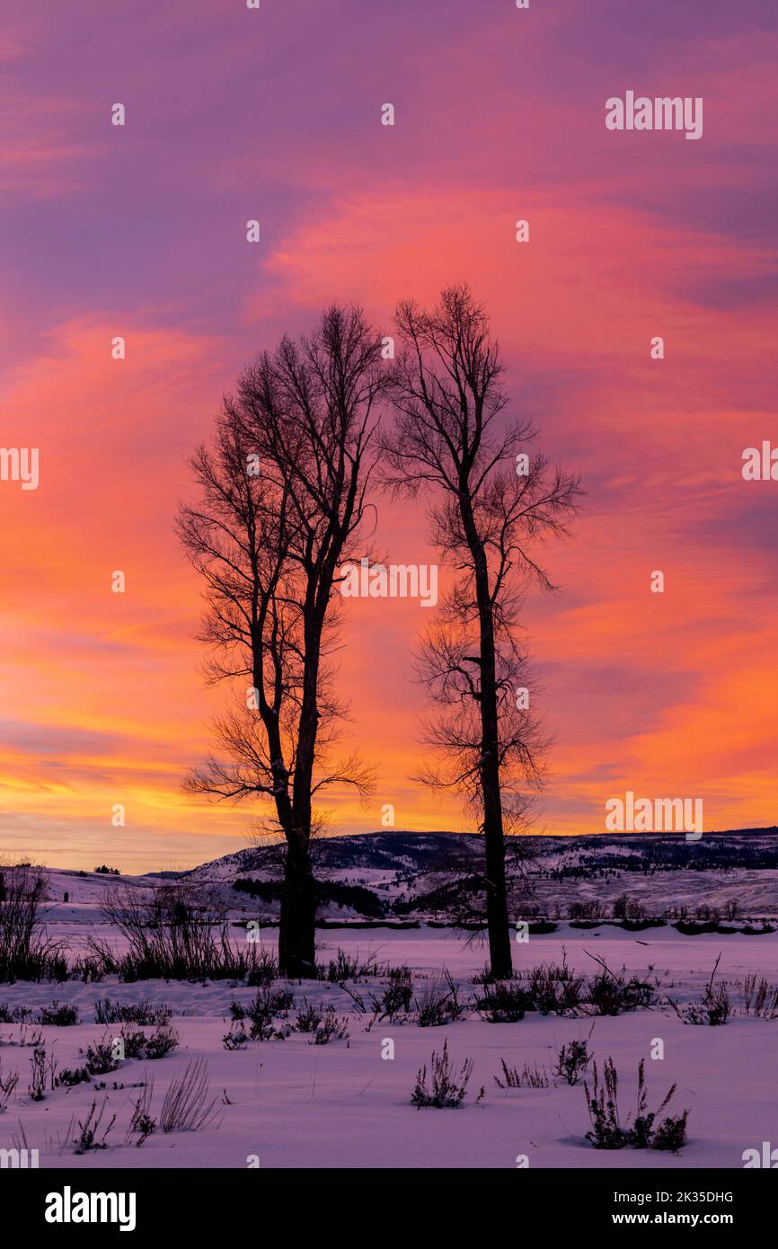 WY05085-00..... WYOMING - coucher de soleil d'hiver avec des arbres de coton dans la vallée de Lamar, parc national de Yellowstone. Banque D'Images