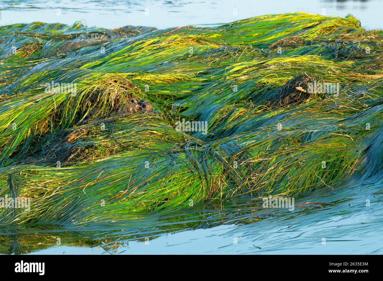 Eelgrass, zone de conservation des ressources naturelles de Shipwreck point, Strait of Juan de Fuca Scenic Byway, Washington Banque D'Images