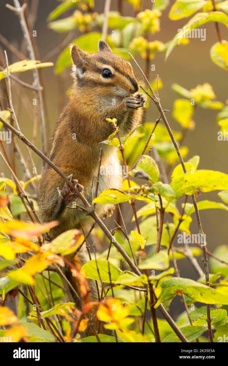 Chipmunk de Townsend, aire de loisirs de Salt Creek, chemin panoramique du détroit de Juan de Fuca, Washington Banque D'Images