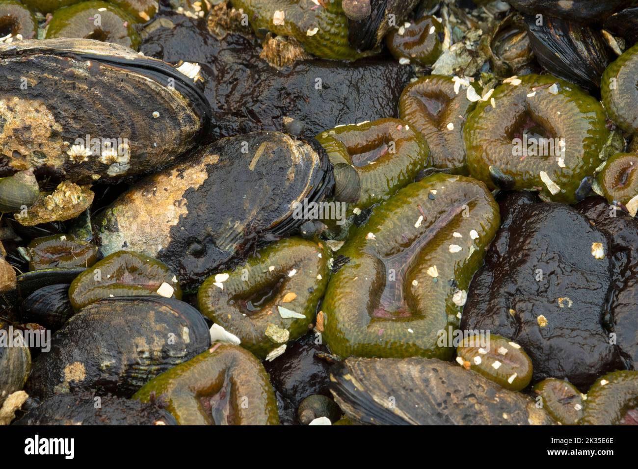 Anemone (Anthopleura elegantissima) avec la moule de Californie, aire de loisirs de Salt Creek, chemin panoramique du détroit de Juan de Fuca, Washington Banque D'Images