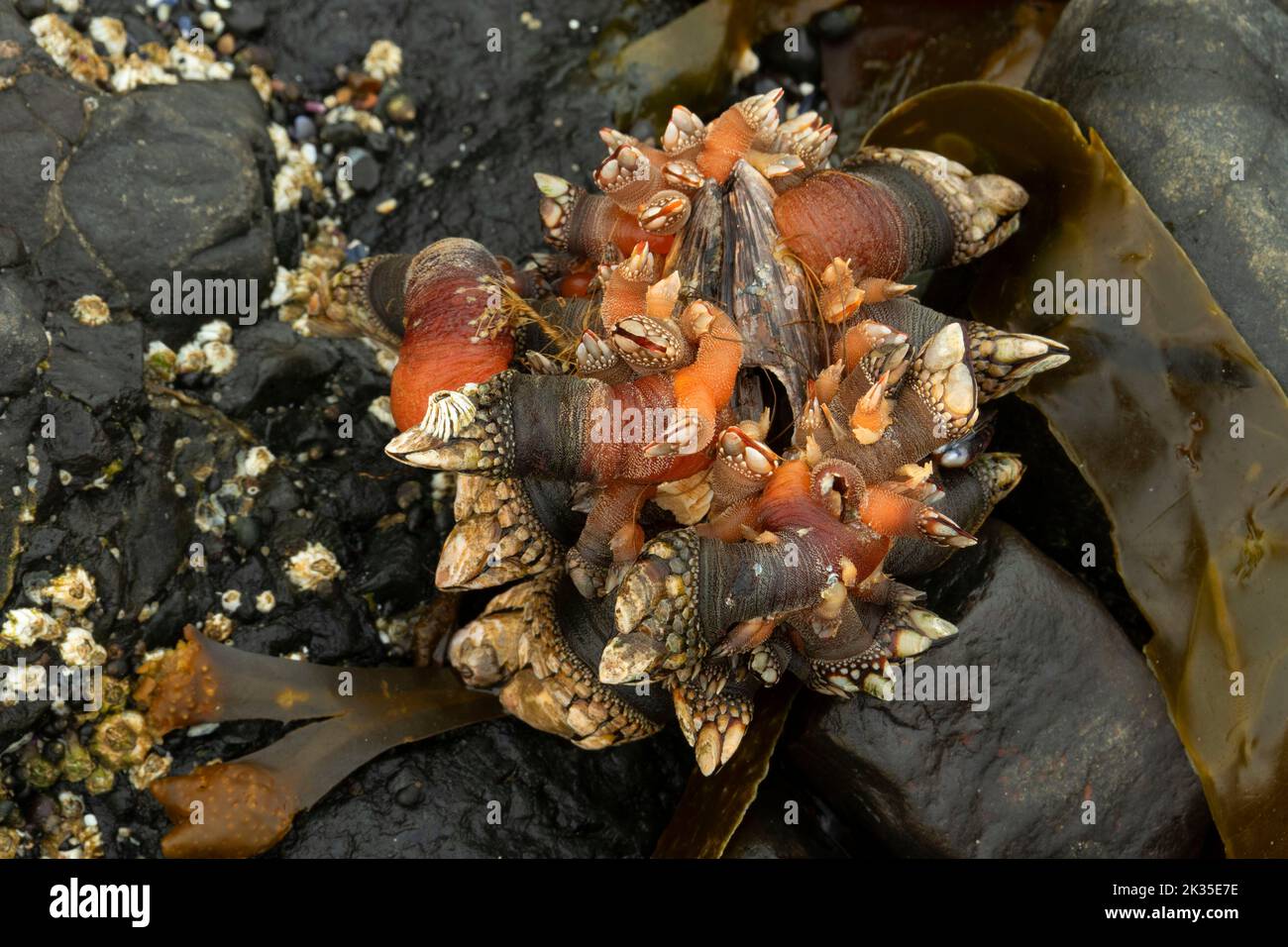 Barnacles à col de cygne, aire de loisirs de Salt Creek, chemin panoramique du détroit de Juan de Fuca, Washington Banque D'Images