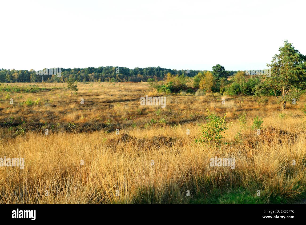 Dersingham Bog, Réserve naturelle nationale, désigné site d'intérêt scientifique spécial, SSI, mire, santé et forêt, automne, Norfolk Banque D'Images