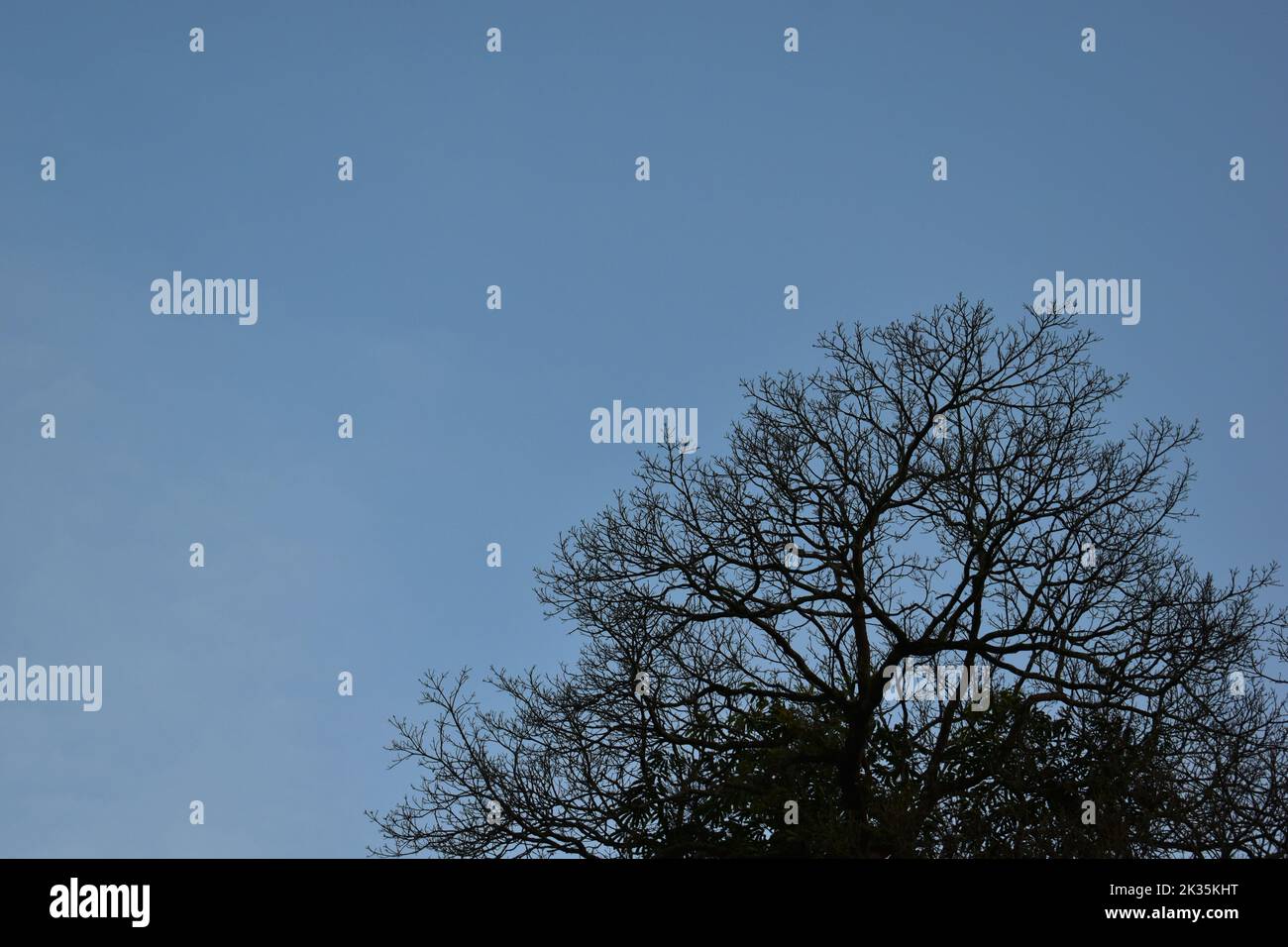 Arbre séché contre ciel bleu. Banque D'Images