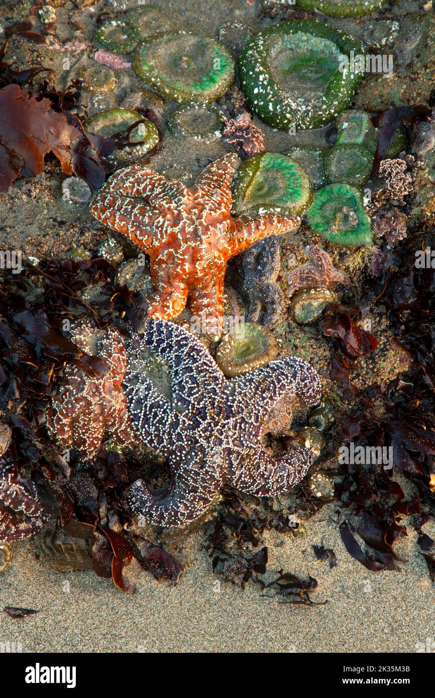Étoiles de mer (Pisaster ochraceus) à second Beach, Parc national olympique, Washington Banque D'Images