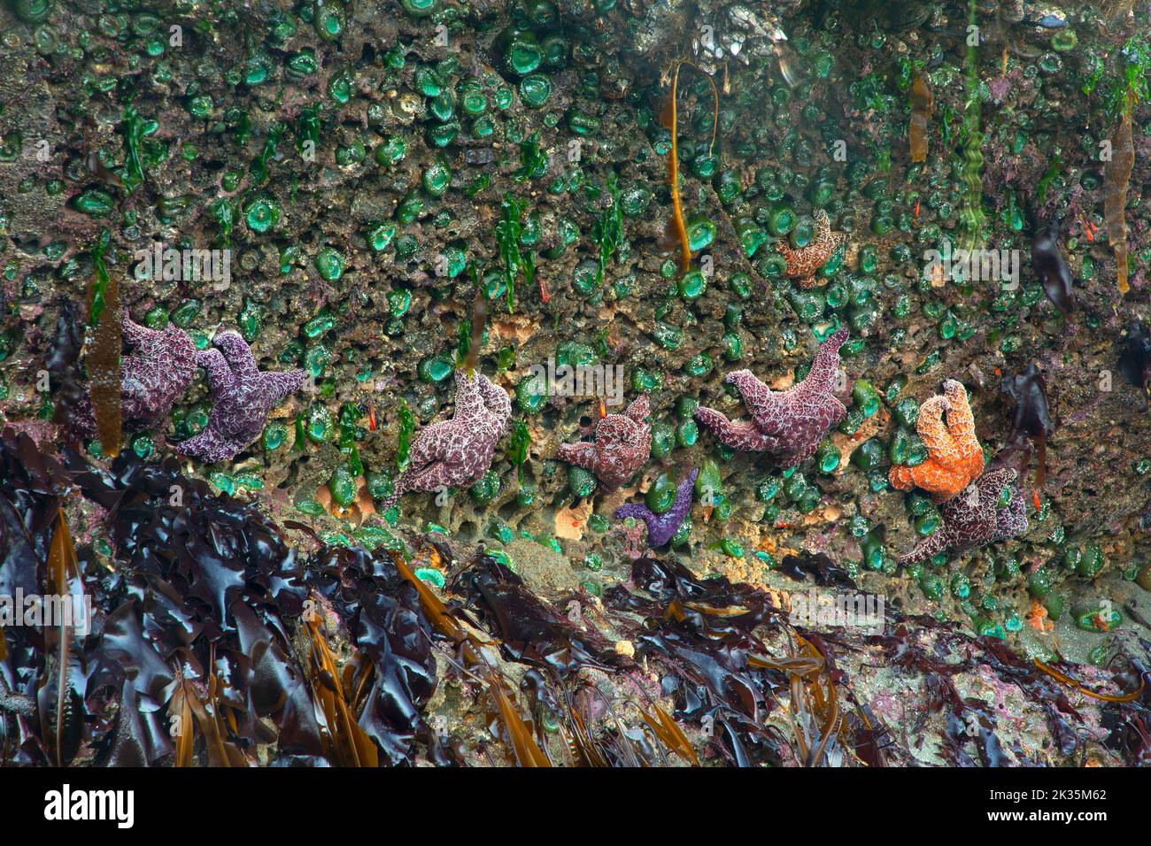 Étoiles de mer ocre à l'anémone vert géant (Anthopleura xanthogrammica) à la plage Shi Shi, dans le parc national olympique de Washington Banque D'Images