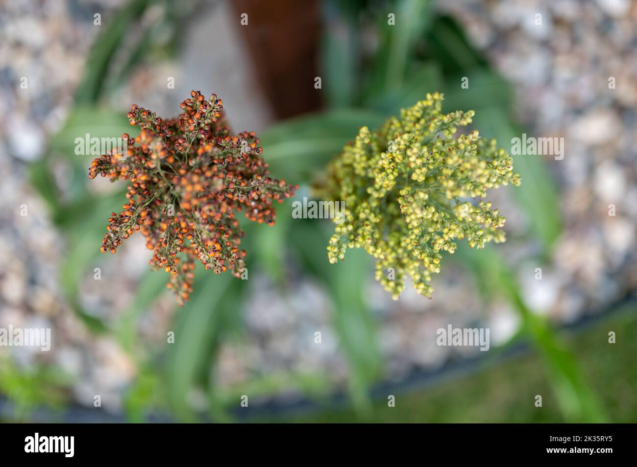 Vue du dessus accent sélectif sur la maturation de la tête de semence de sorgho bicolore Banque D'Images