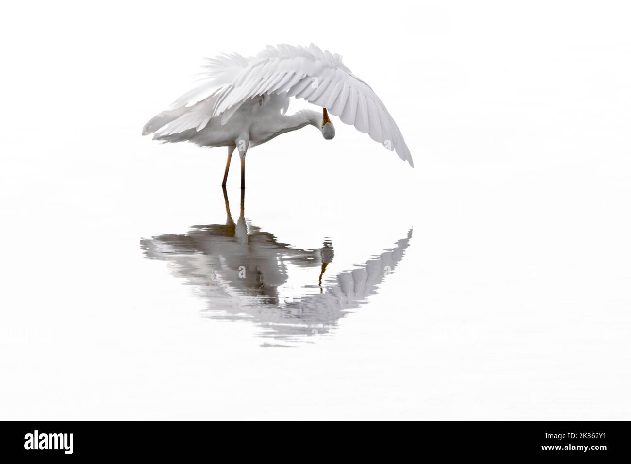 Grande aigrette blanche / aigrette commune (Ardea alba / Egretta alba) préentant les plumes dans les eaux peu profondes de l'étang Banque D'Images