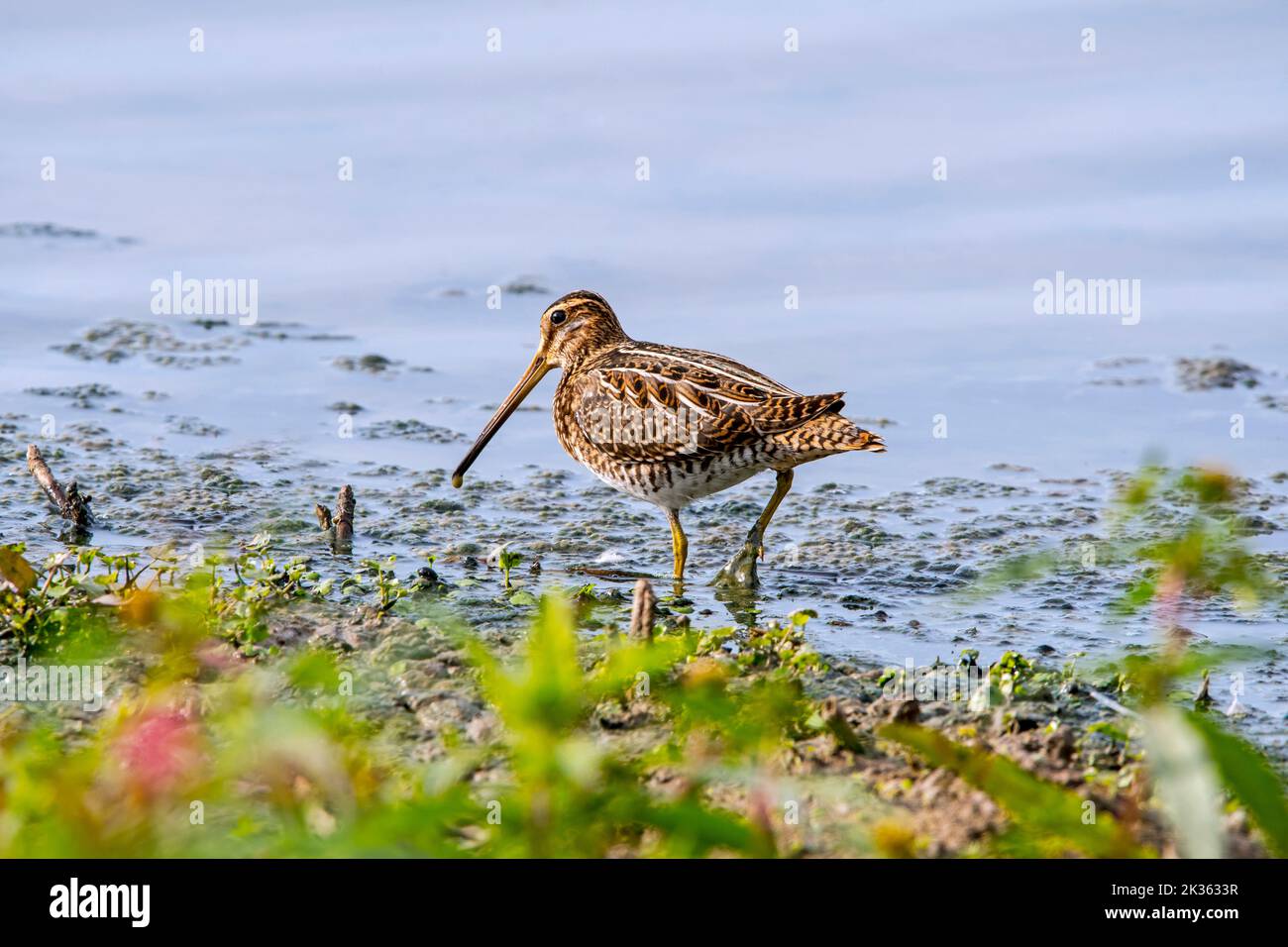 La bécassine commune (Gallinago gallinago) se fourrager dans les eaux peu profondes en sondant la boue molle au niveau de la boue plate le long de la côte de la mer du Nord Banque D'Images