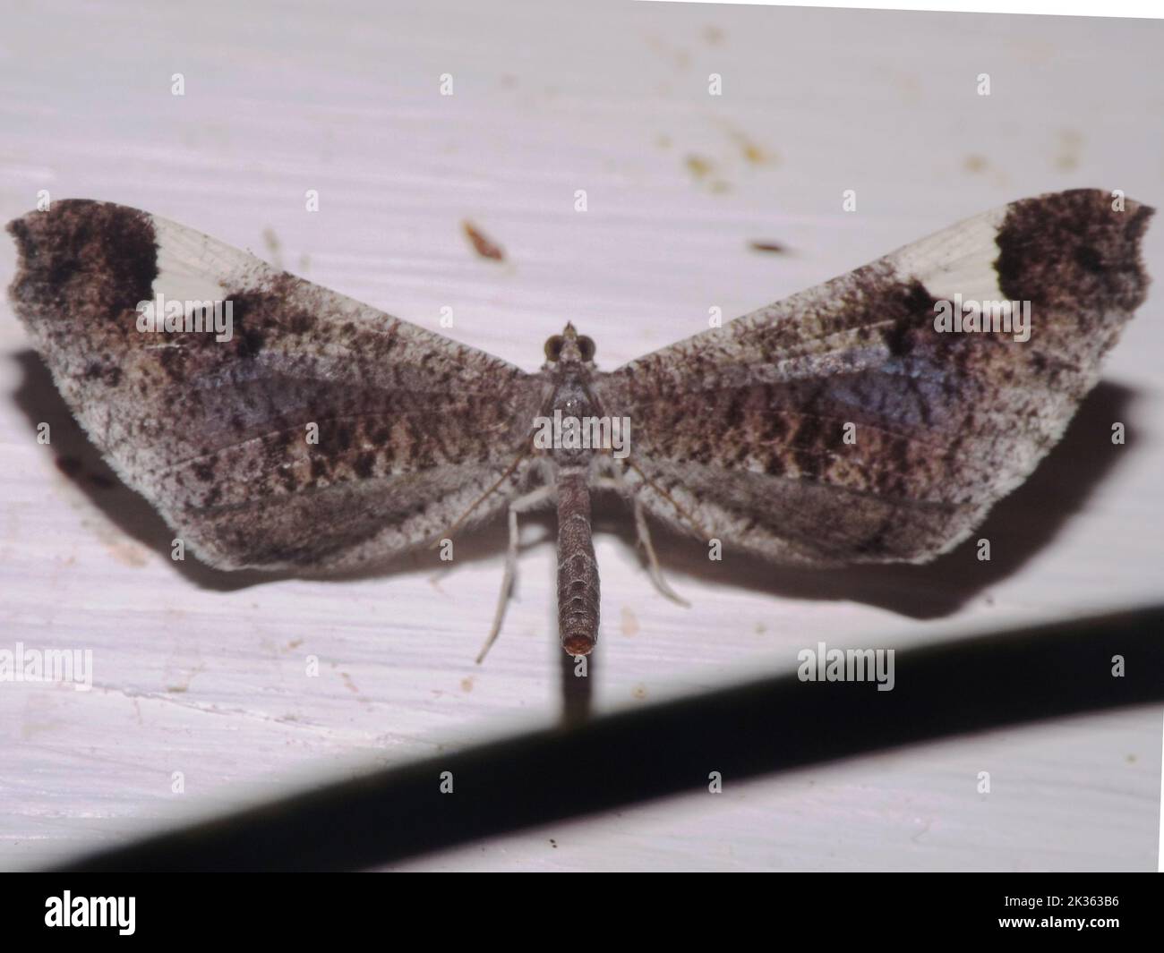 Papillon de papillon américain (famille Hedylidae) - espèce de macrosoma isolée sur un fond blanc de la jungle de Belize, en Amérique centrale Banque D'Images