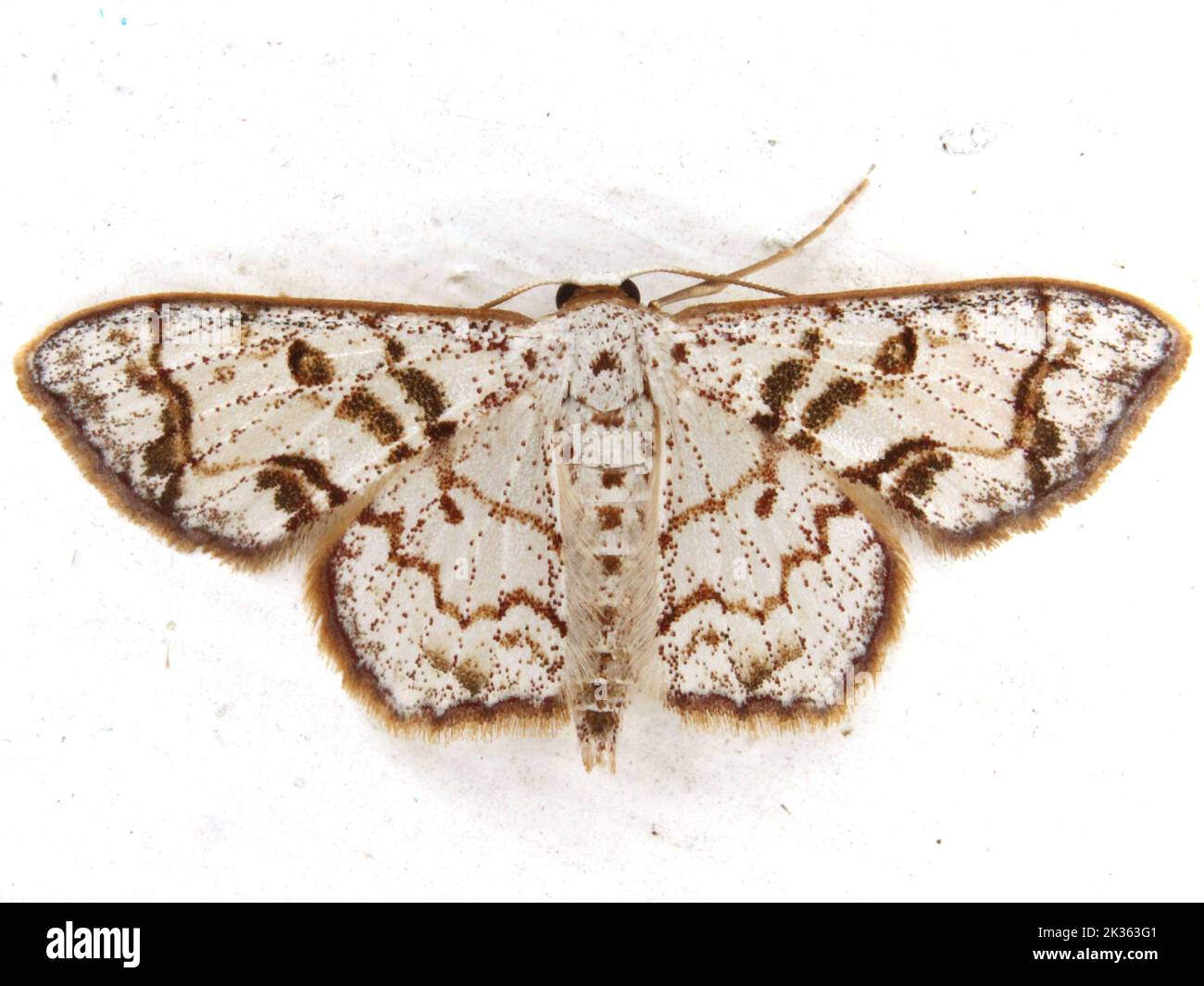 Geometridae (papillon des géomètres) espèce indéterminée isolée sur un fond blanc de la jungle de Belize, en Amérique centrale Banque D'Images