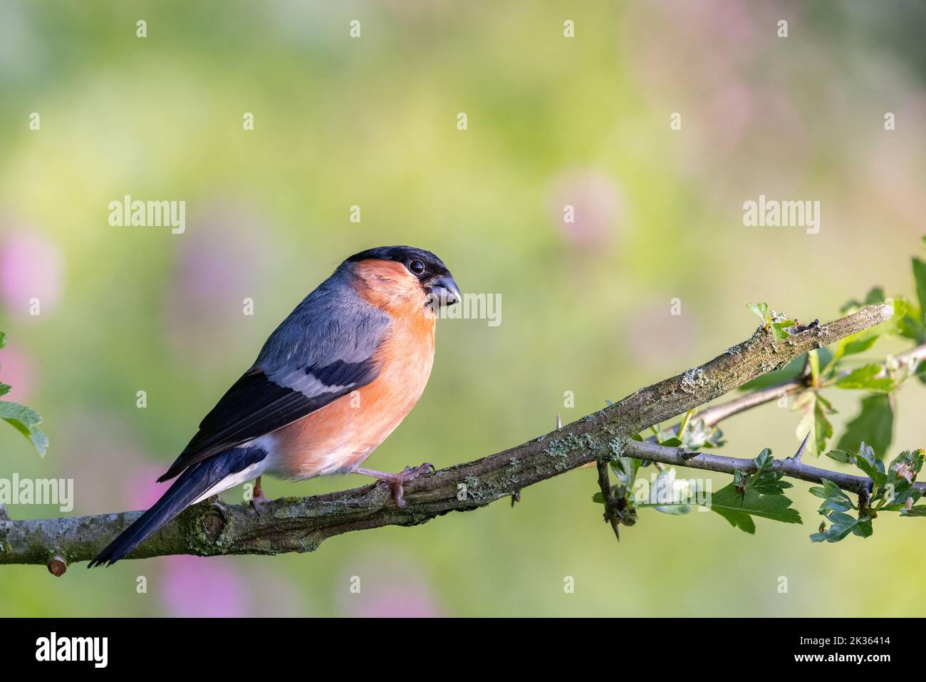 Bullfinch eurasien mâle [ Pyrrhula pyrrhula ] sur la branche de Hawthorn Banque D'Images