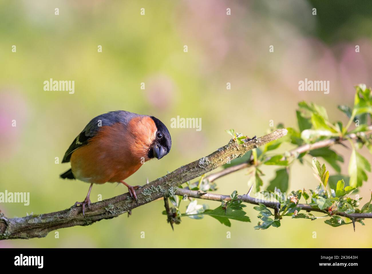 Bullfinch eurasien mâle [ Pyrrhula pyrrhula ] sur la branche de Hawthorn Banque D'Images