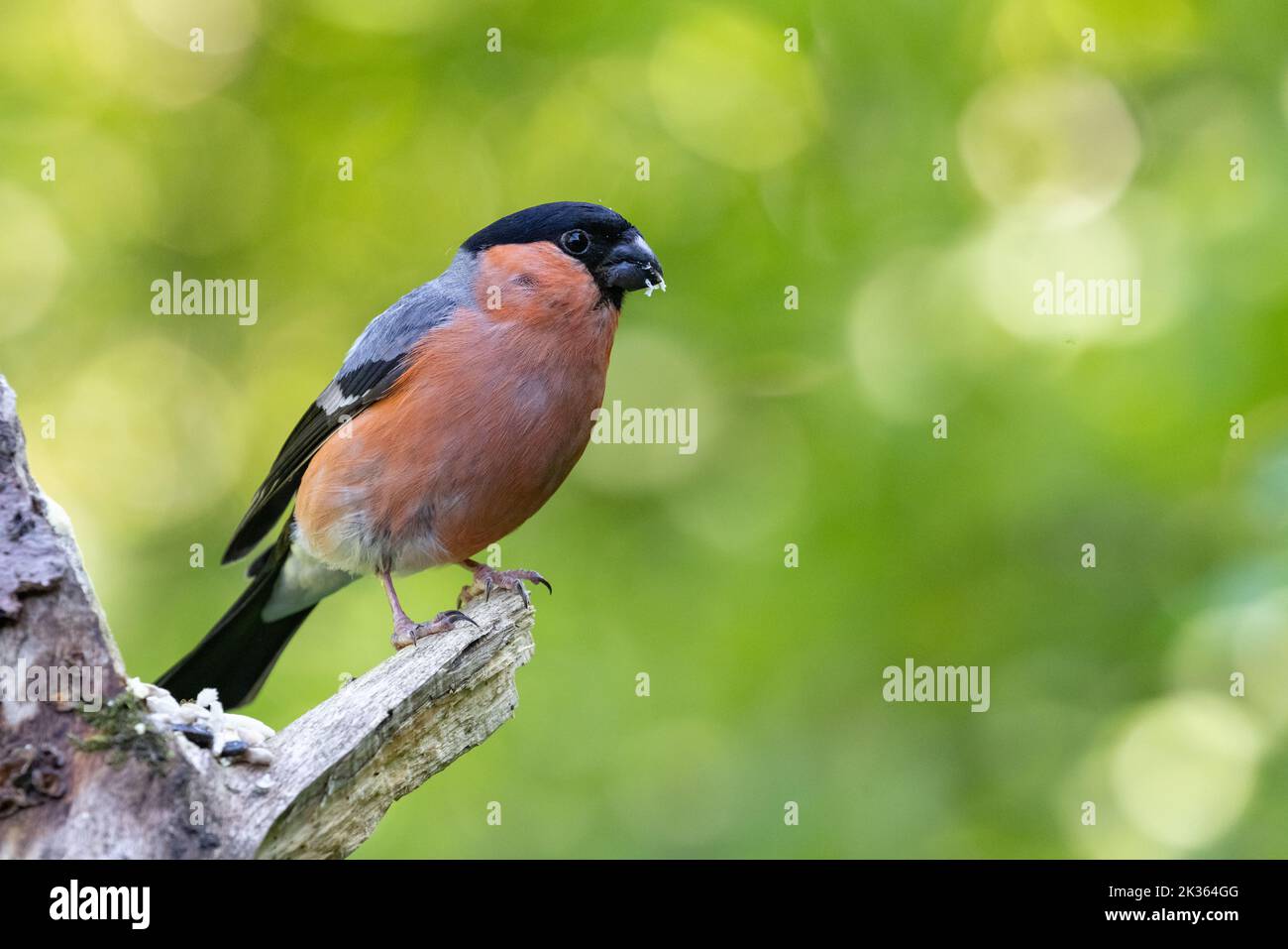 Bullfinch eurasien mâle [ Pyrrhula pyrrhula ] sur une vieille souche avec bokeh hors foyer en arrière-plan Banque D'Images