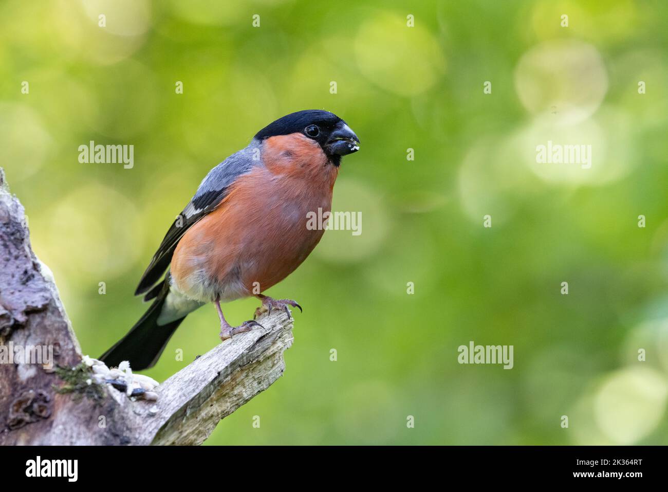 Bullfinch eurasien mâle [ Pyrrhula pyrrhula ] sur une vieille souche avec bokeh hors foyer en arrière-plan Banque D'Images