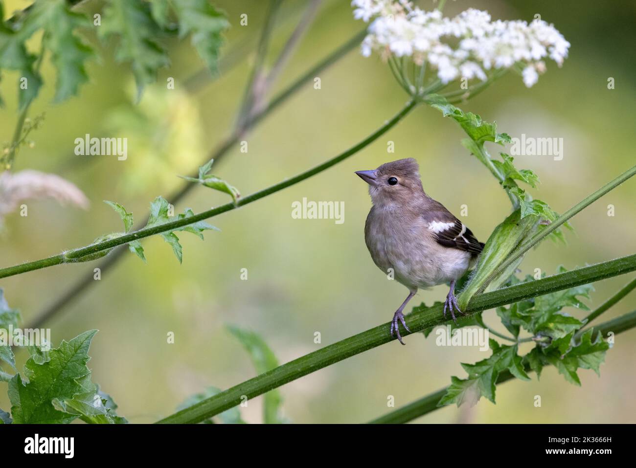 Chaffinch femelle [ Fringilla coelebs ] sur tige de persil de vache Banque D'Images