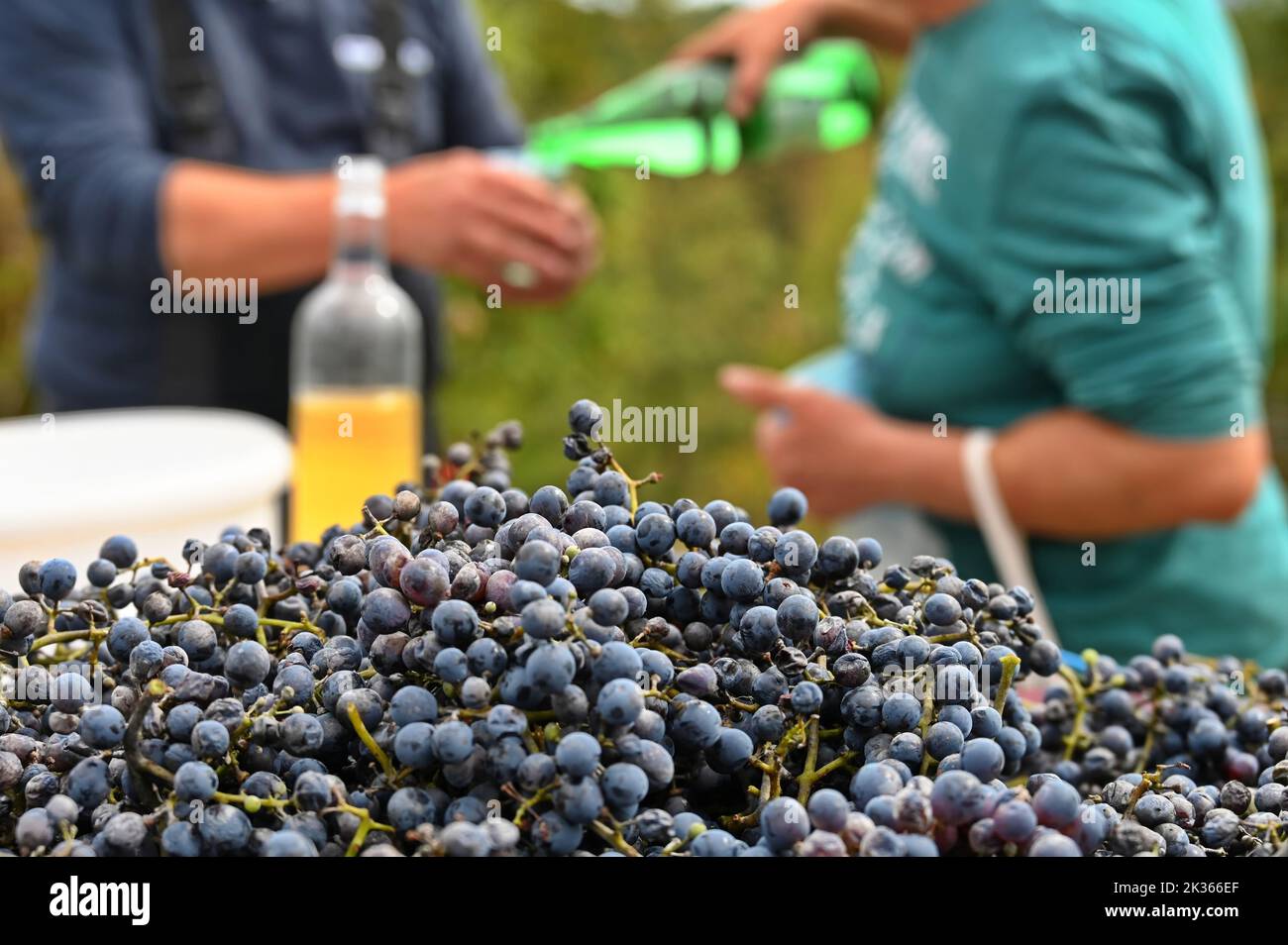 Bouquet de raisins avec section médiane de personnes versant du vin en arrière-plan Banque D'Images