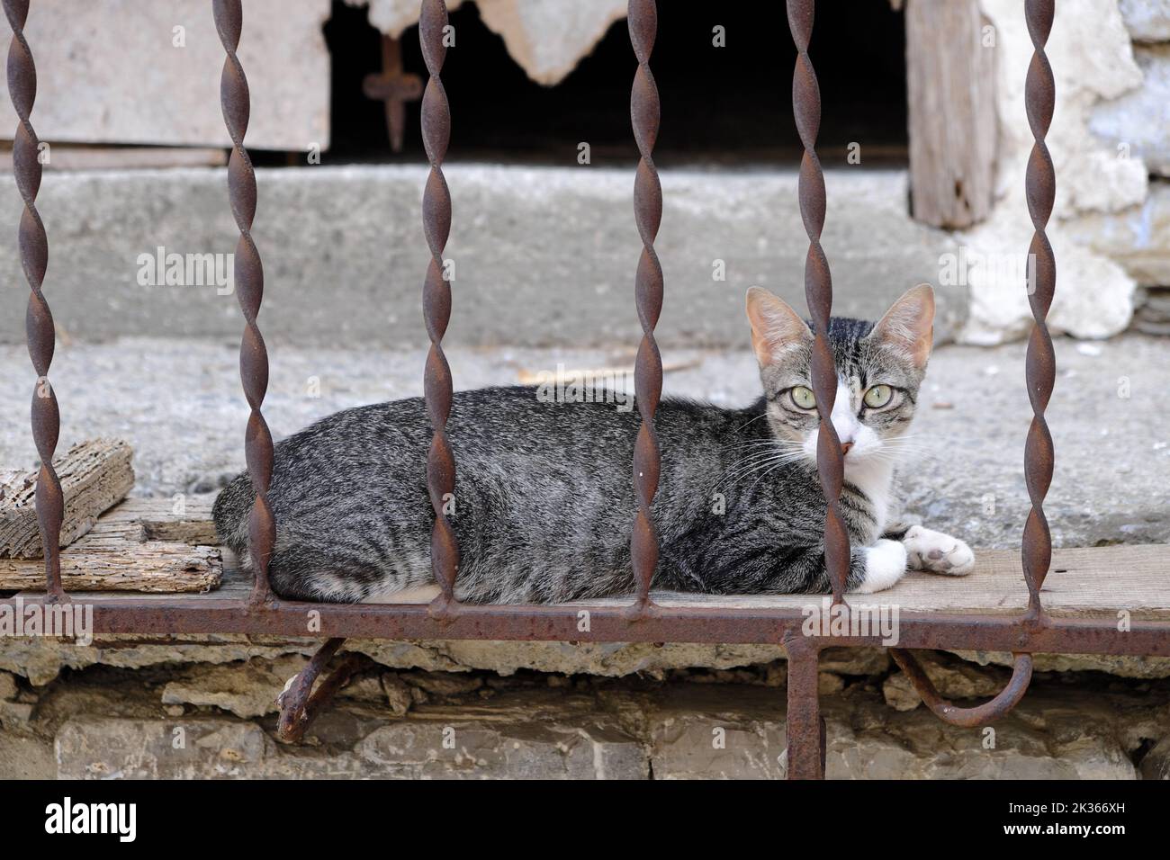 chat à Vicari, Sicile occidentale, Italie Banque D'Images