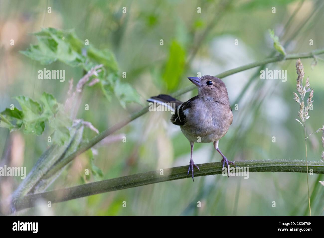 Chaffin femelle [ Fringilla coelebs ] sur tige de persil de vache Banque D'Images