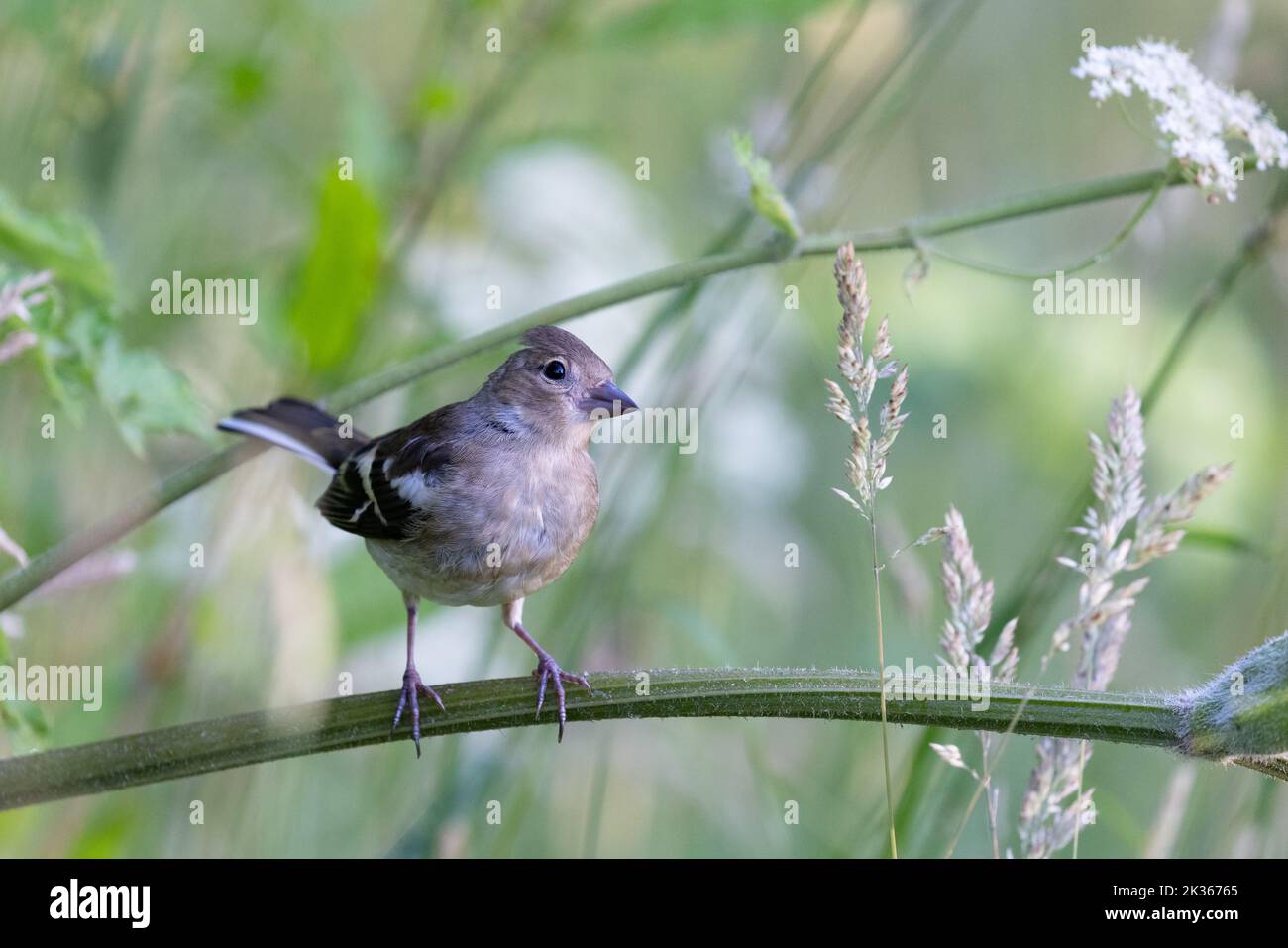 Chaffin femelle [ Fringilla coelebs ] sur tige de persil de vache Banque D'Images