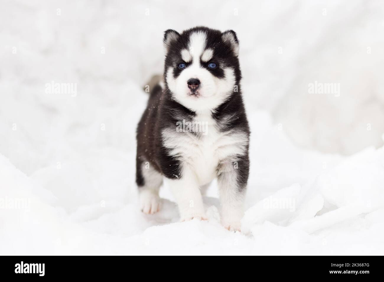 Portrait d'hiver d'un chiot husky Sibérien aux yeux bleus Banque D'Images