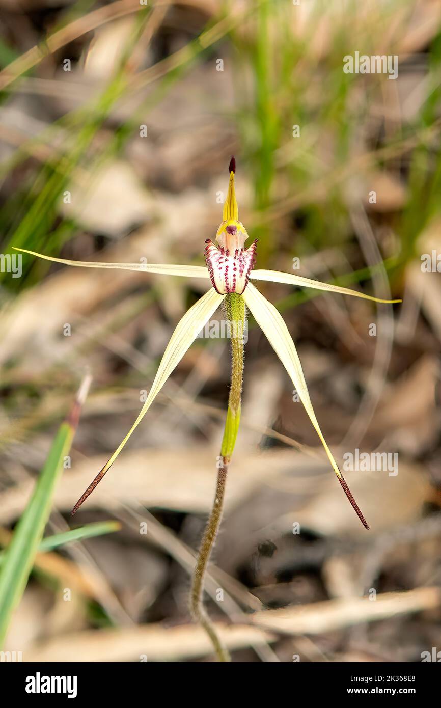 Caladenia fragrantissima, Orchidée d'araignée Banque D'Images