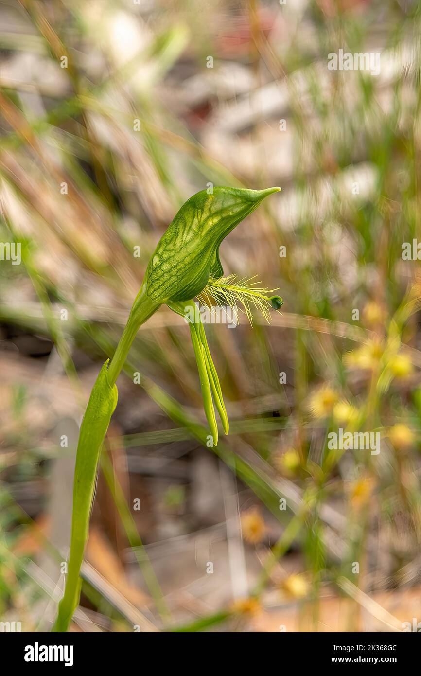 Pterostylis unicornis, grand plumed Greenhood Banque D'Images