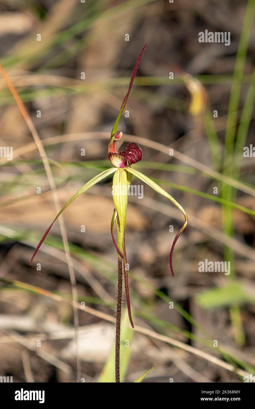 Caladenia oenochila var, St. Andrews Spiderman-Orchid à lèvres Banque D'Images
