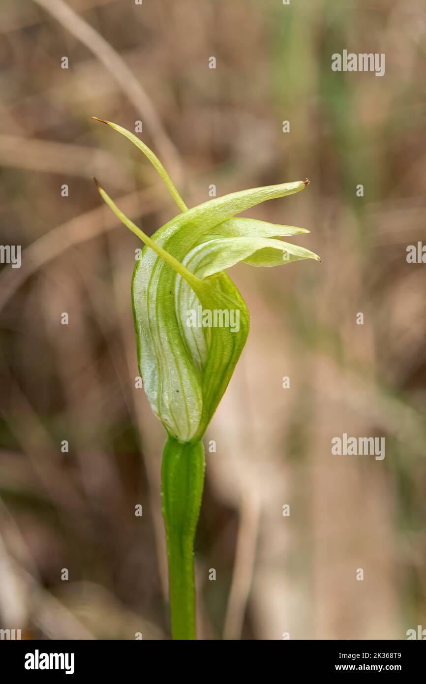 Pterostylis alpina, Mountain Greenhood Banque D'Images