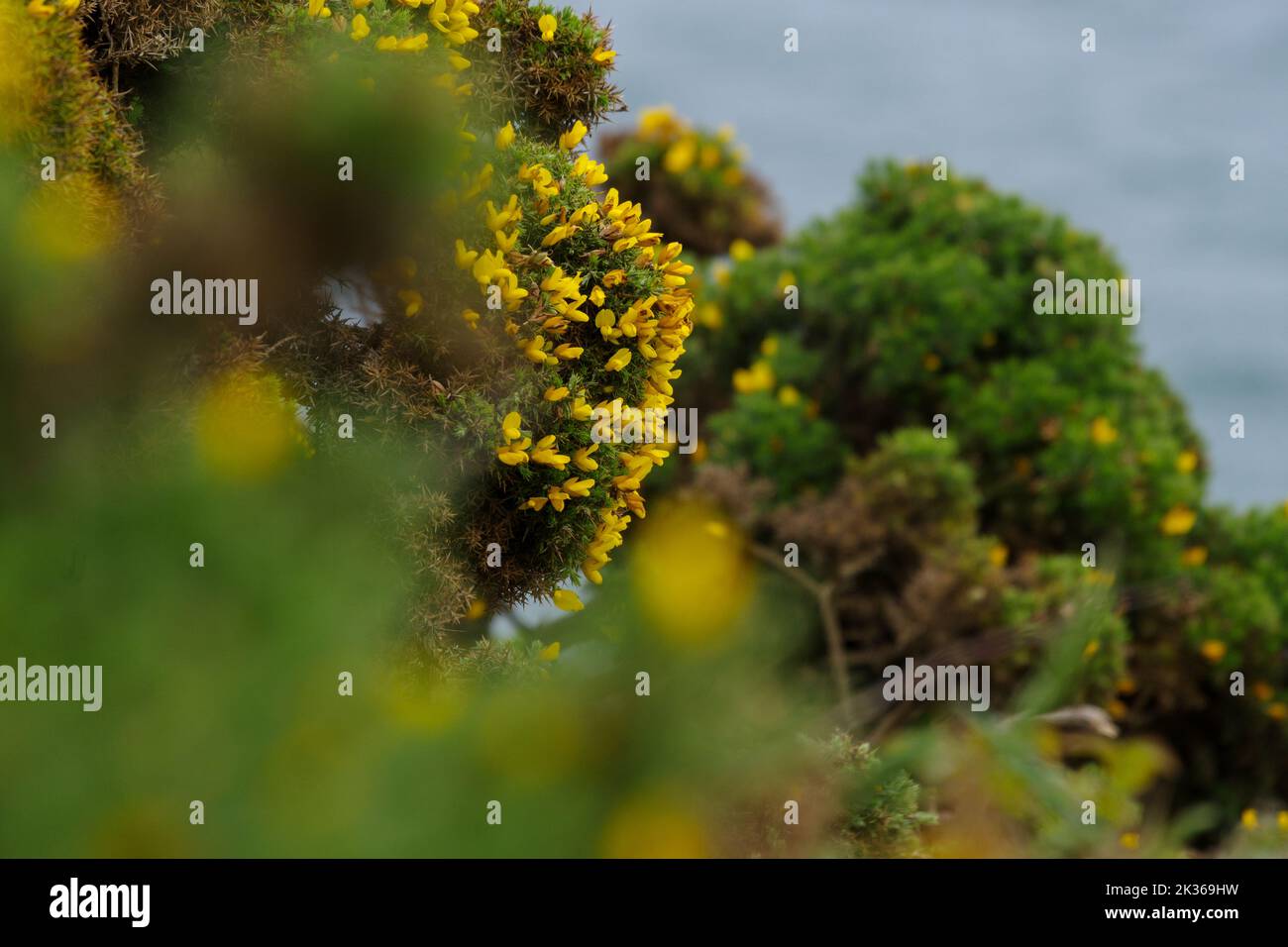 Photo sélective d'Ulex (communément connu sous le nom de gorse, furoze ou whin) sur l'île irlandaise de Howth Banque D'Images