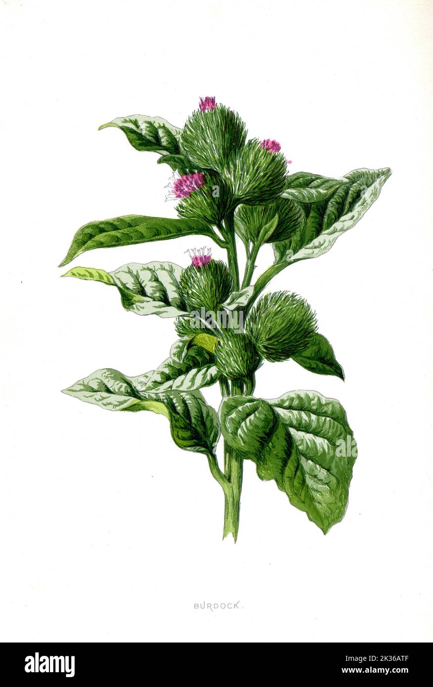 Burdock Flower époque victorienne 19th siècle Illustration Banque D'Images