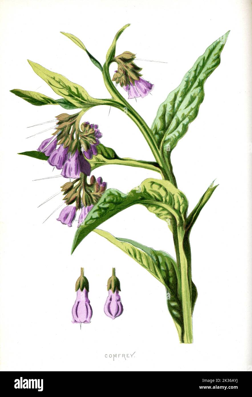 Fleurs comfrey époque victorienne 19th siècle Illustration Banque D'Images