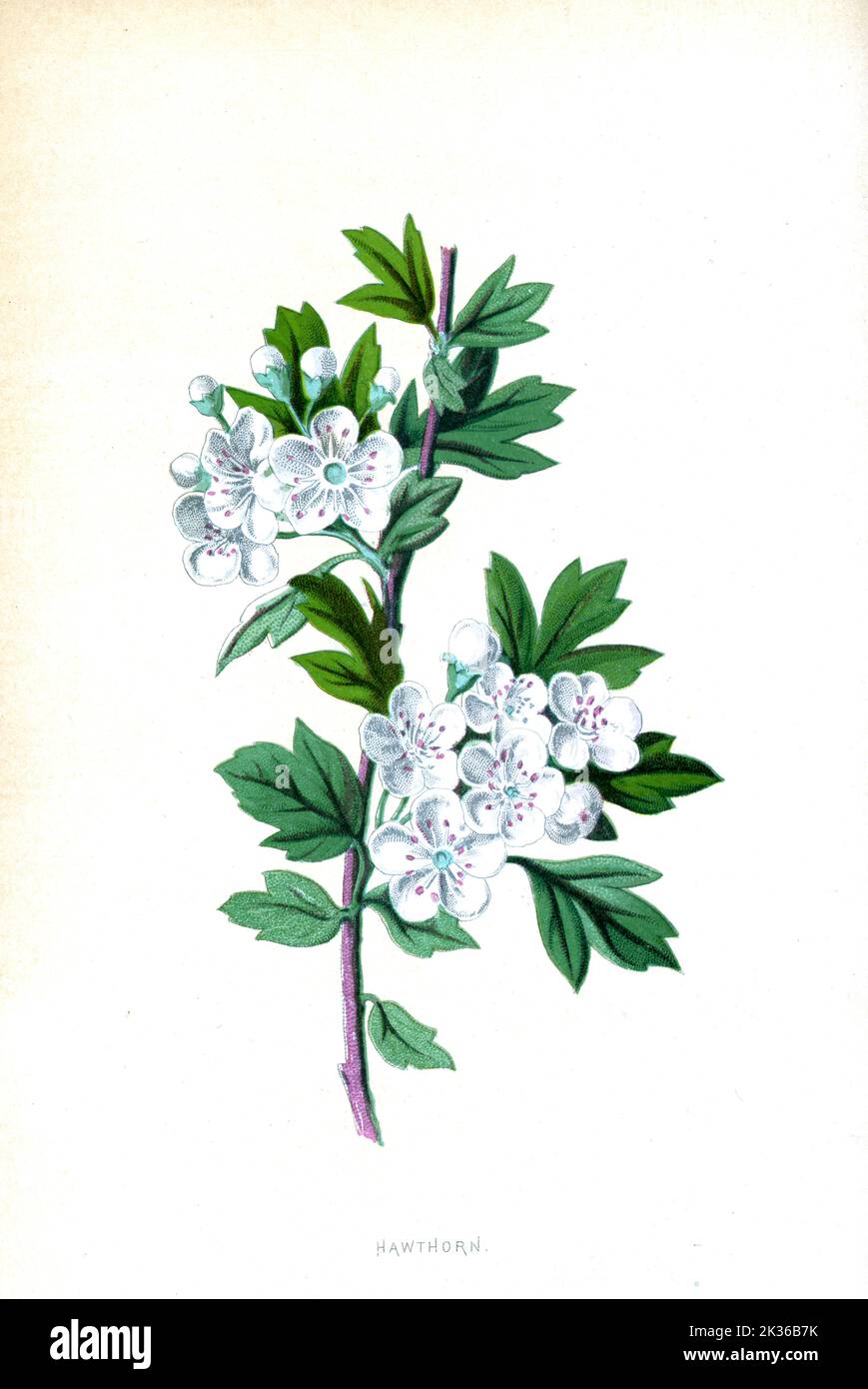 Hawthorn Flower époque victorienne 19th siècle Illustration Banque D'Images