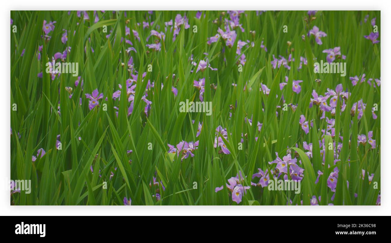 Champ rempli d'iris violets (Iris versicolor) pour un arrière-plan pittoresque Banque D'Images