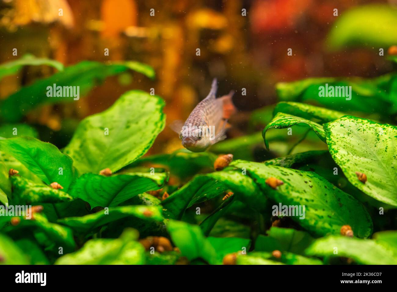 Paradis poisson ou gourami dans l'aquarium d'eau douce à la maison Banque D'Images