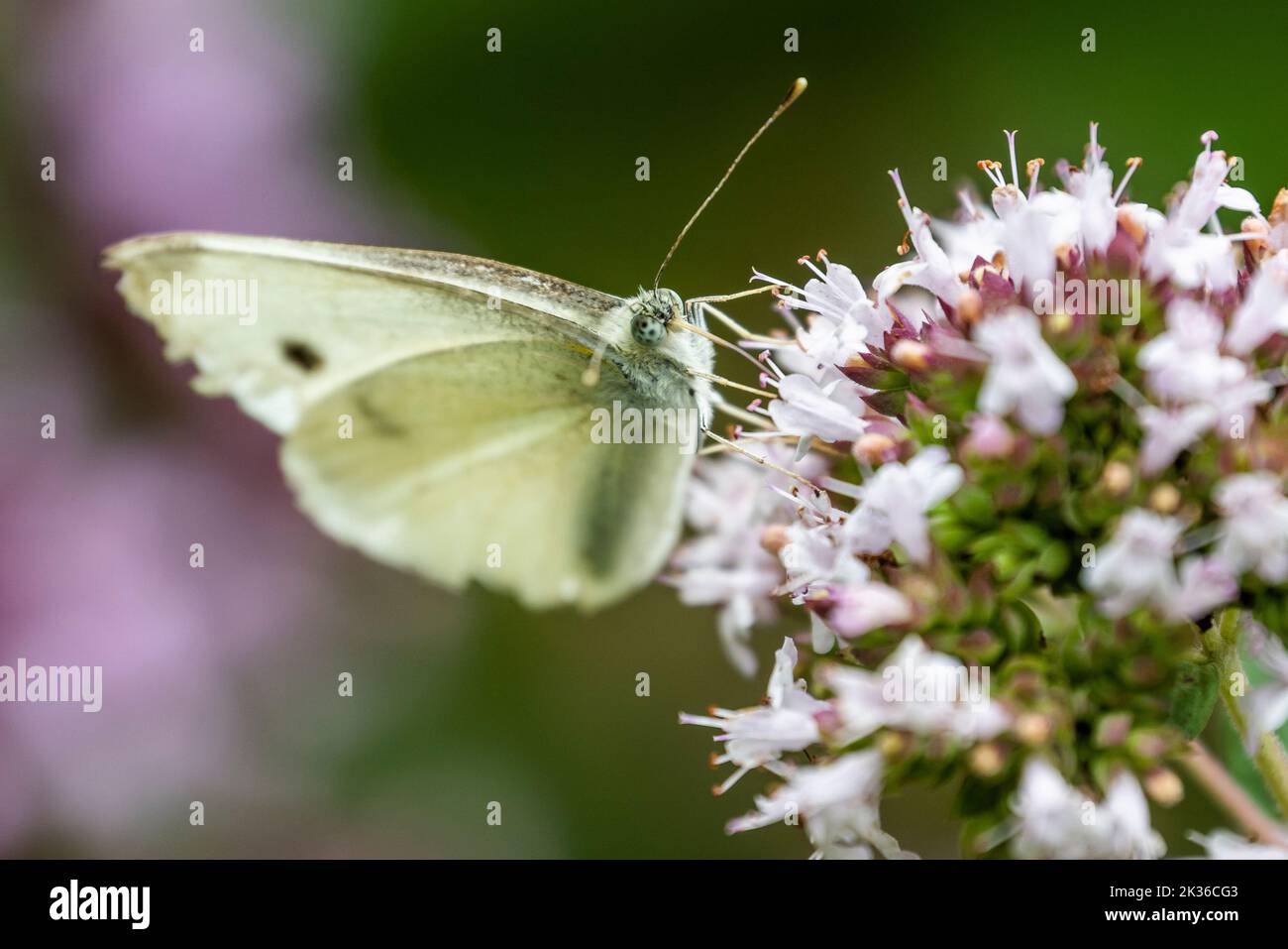 Pieridae dans le jardin, Hambourg, Allemagne Banque D'Images