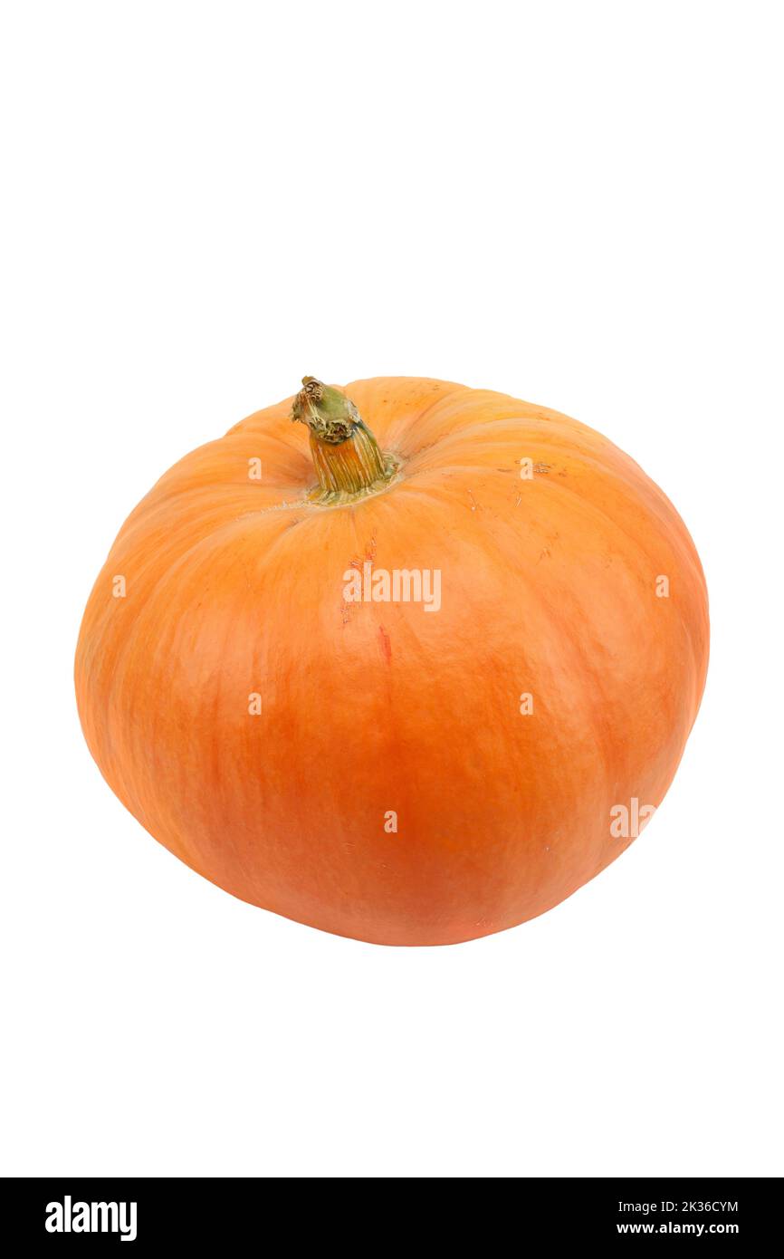 Une citrouille miniature orange fraîche isolée sur fond blanc Banque D'Images