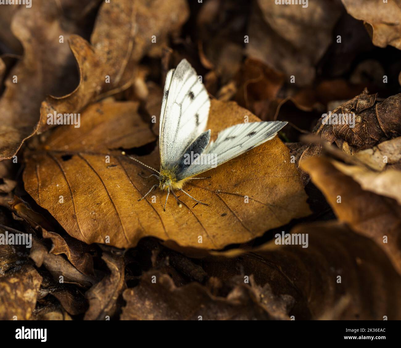 un papillon blanc assis sur une feuille d'automne Banque D'Images