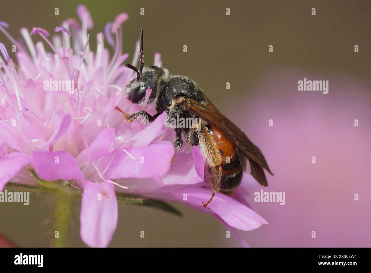 Gros plan sur une femelle grande abeille minière scabieuse, Andrena hattfiana, assise sur son hôtfabrique pourpre, Scabiosa columbaria Banque D'Images