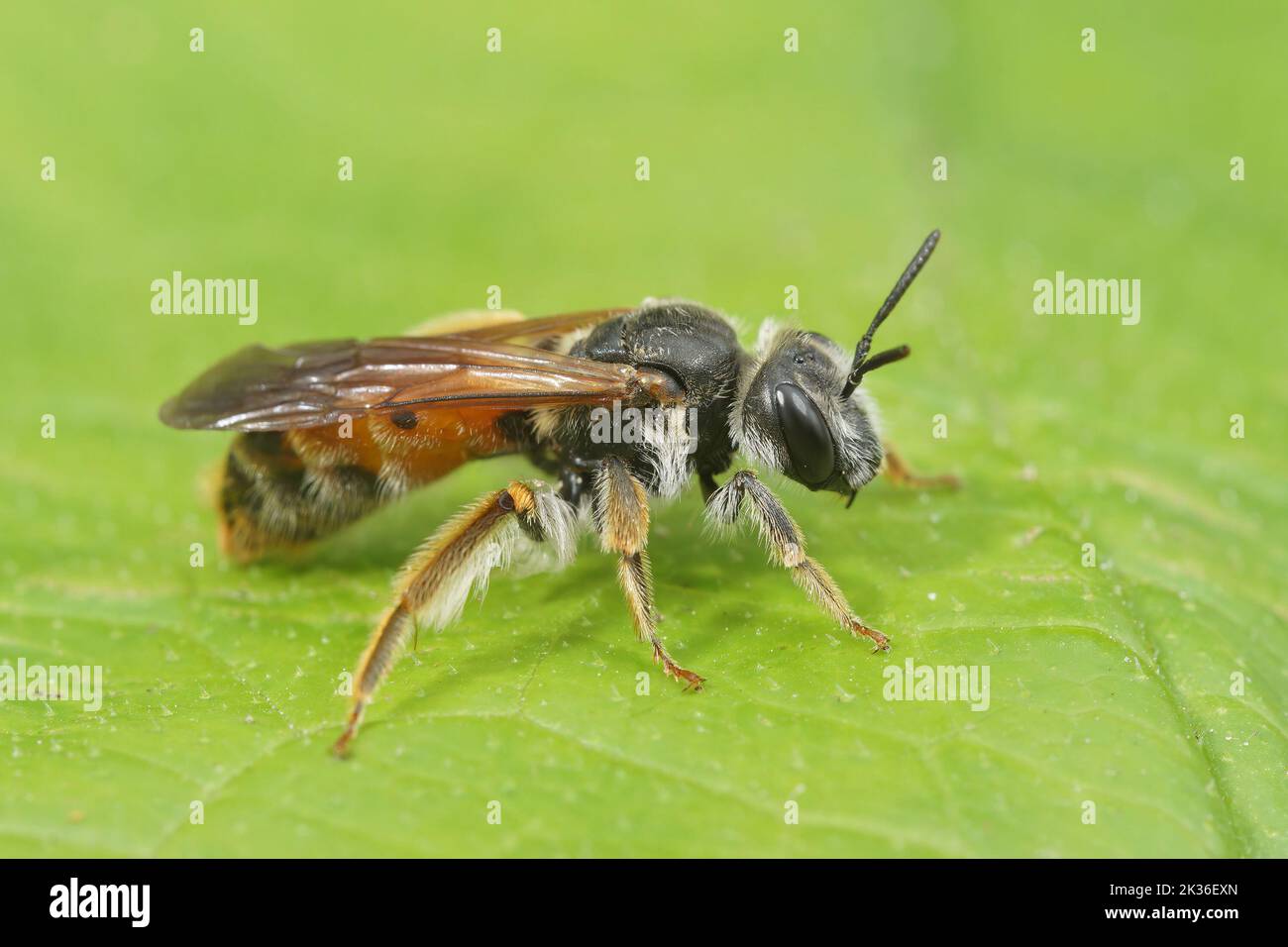 Gros plan détaillé sur une grande abeille minière scabieuse femelle, Andrena hattfiana, assise sur une feuille verte Banque D'Images