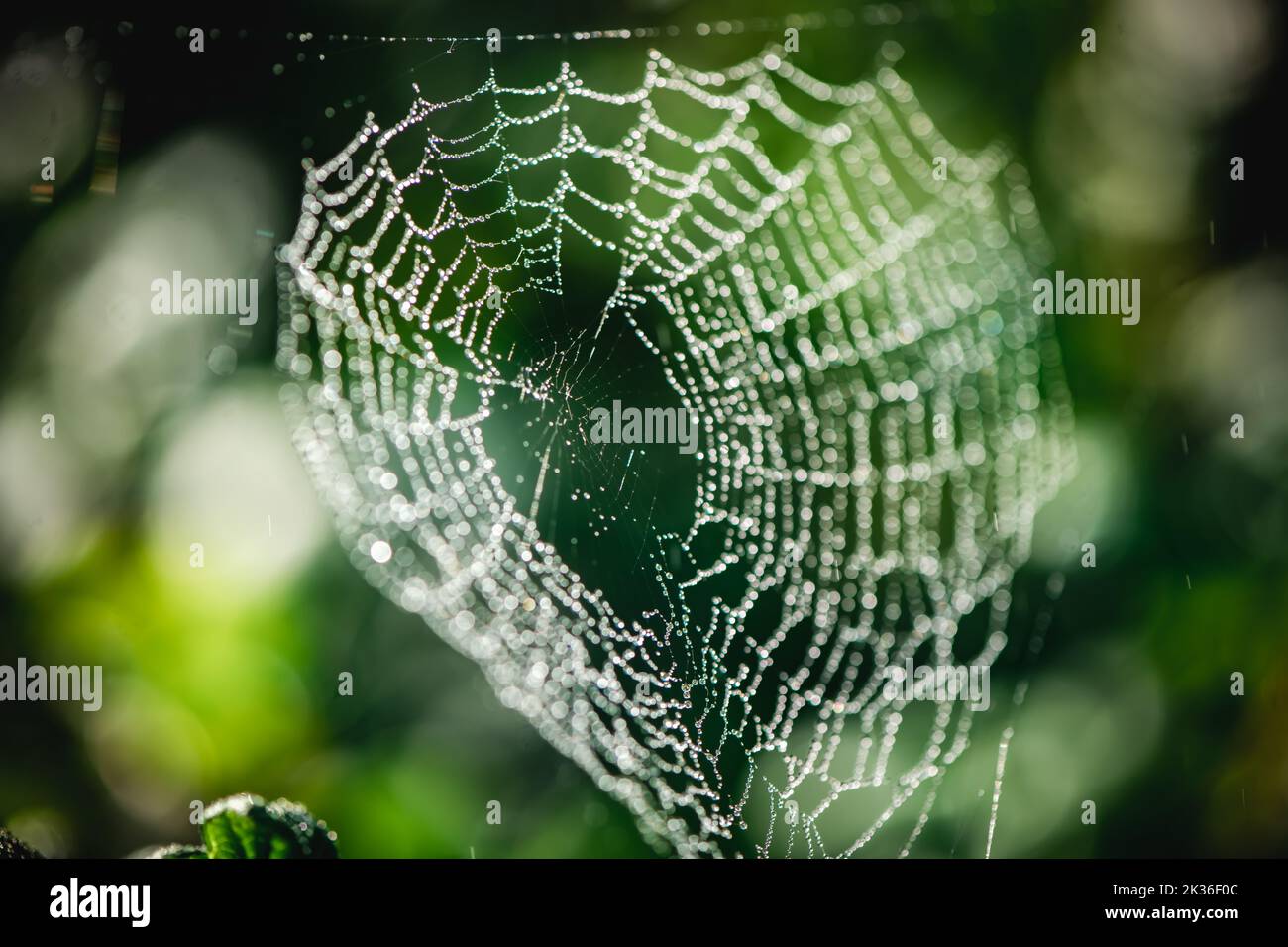 magnifique toile sur un bush vert dans des gouttes d'eau. fond naturel d'été Banque D'Images