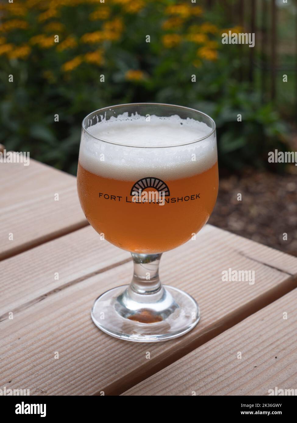 Beveren, Belgique, le 31 juillet 2022, la bière blonde Bonapart de fort Liefkenshoek dans un verre rond et sphérique Banque D'Images