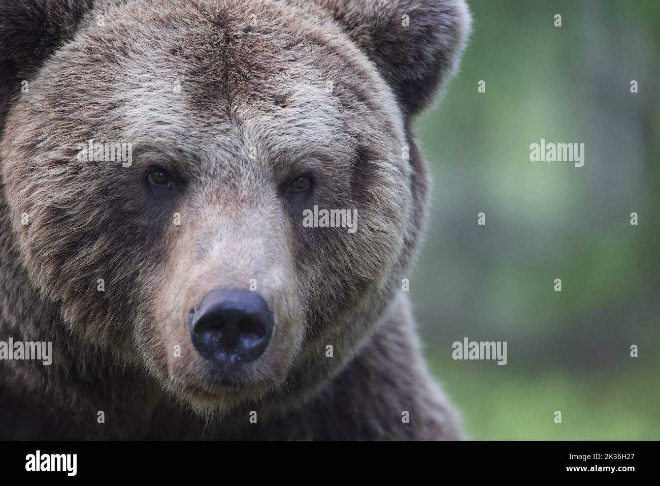 Kuhmo, Finlande; juin 2022. Photographie de l'ours brun (Ursus arctos) dans la nature dans la région de Kuhmo. Banque D'Images