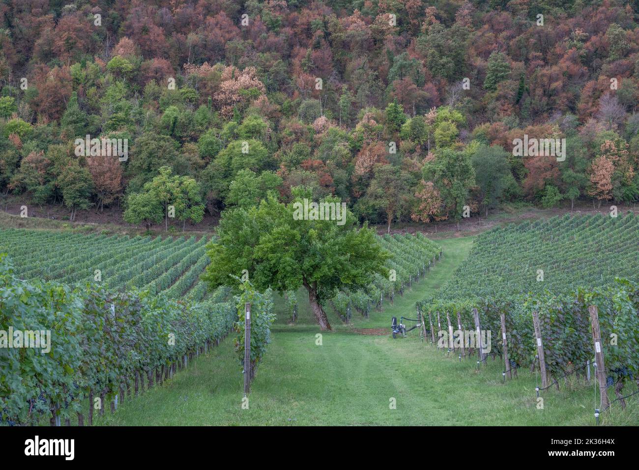 Vignobles de Colli Berici, San Germano dei Berici, Vénétie, Italie Banque D'Images
