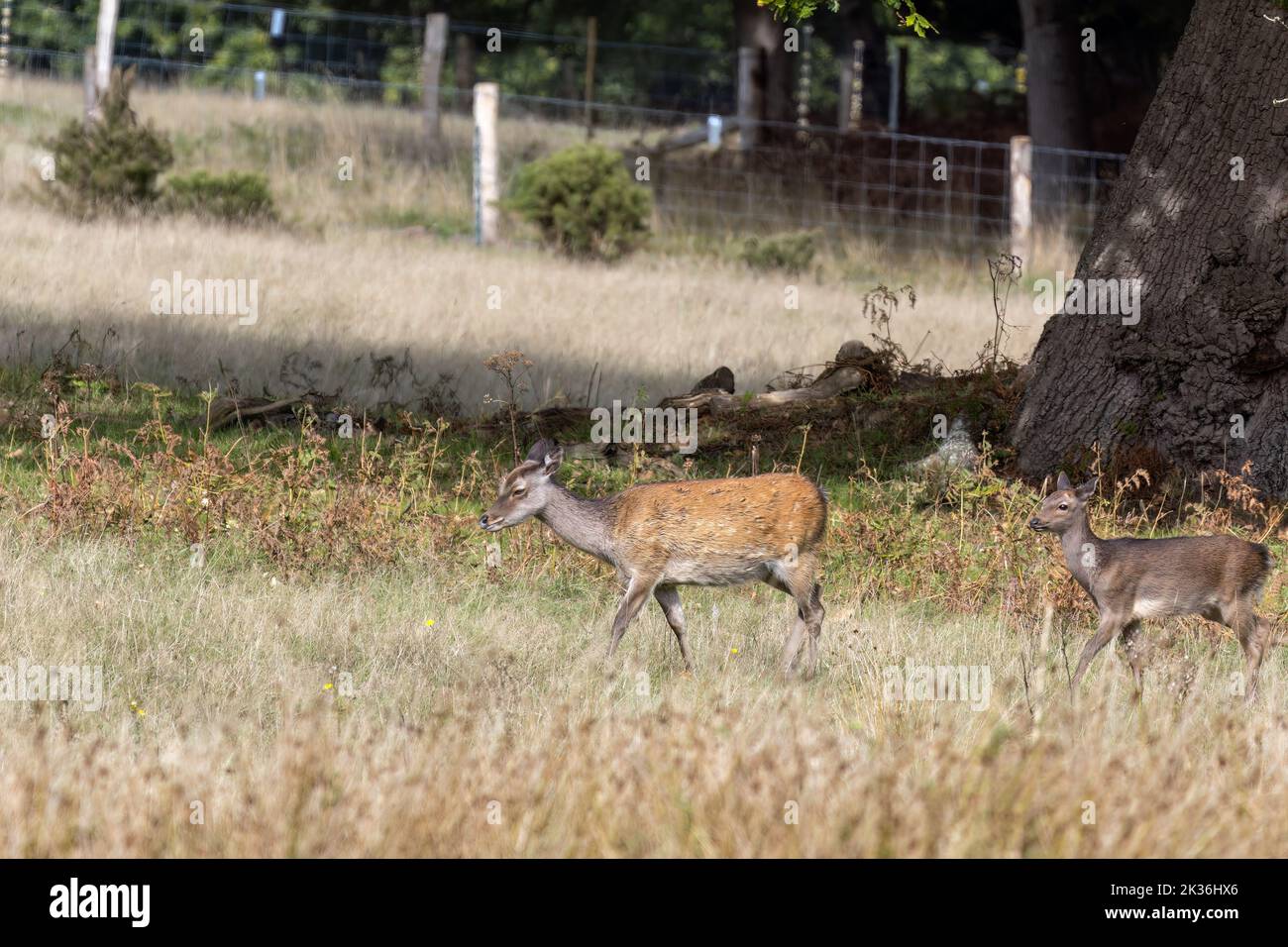 Sika Deer Hind, Cervus nippon et bébé errant dans Dorset Banque D'Images