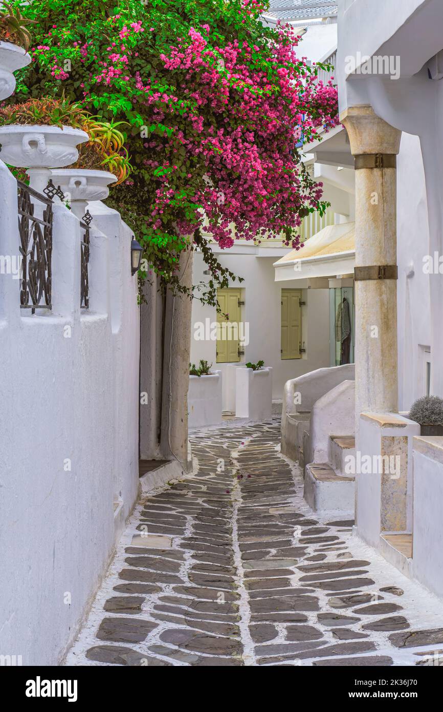 Ruelle pavée traditionnelle et étroite avec maisons blanchies à la chaux et bougainvilliers à fleurs sur l'île grecque cycladique de Mykonos. Banque D'Images
