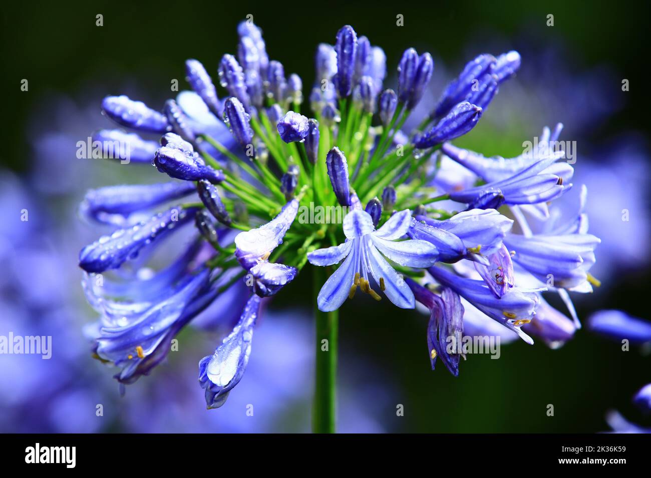 Fleurs de nénuphars du Nil (nénuphars africains) avec des gouttes de pluie, gros plan de fleurs de nénuphars colorées qui fleurissent dans le jardin par temps pluvieux Banque D'Images