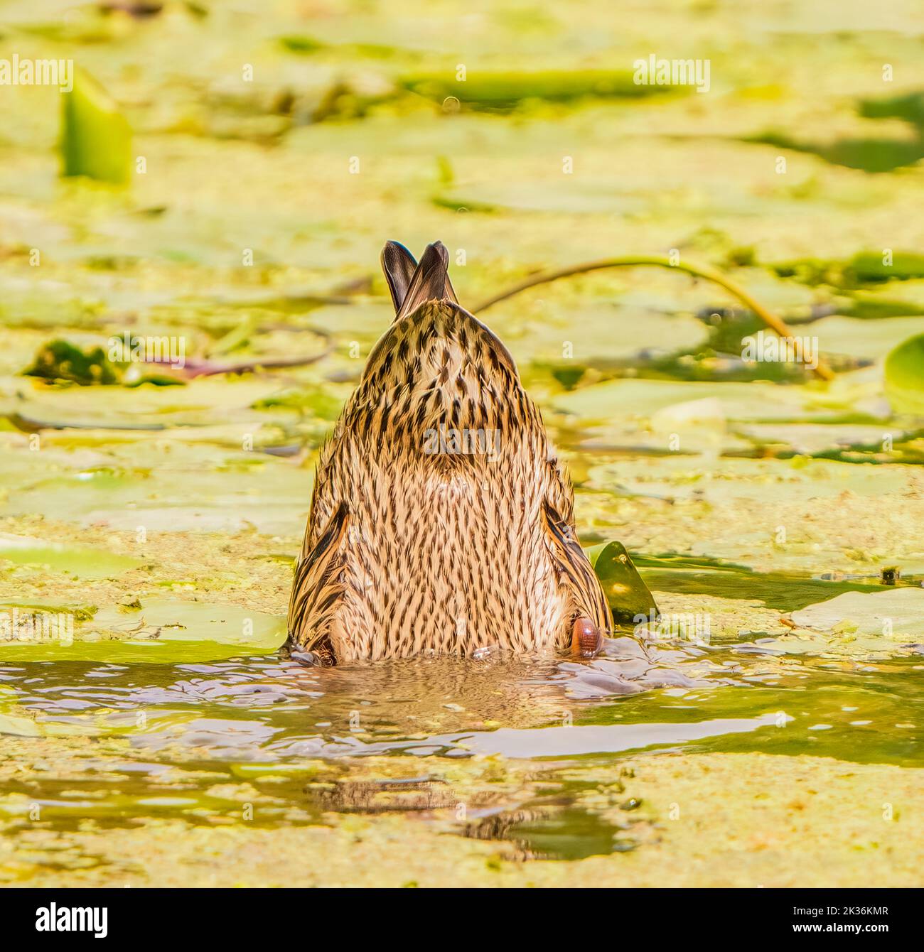 Mallard renversé et nourrissant Banque D'Images