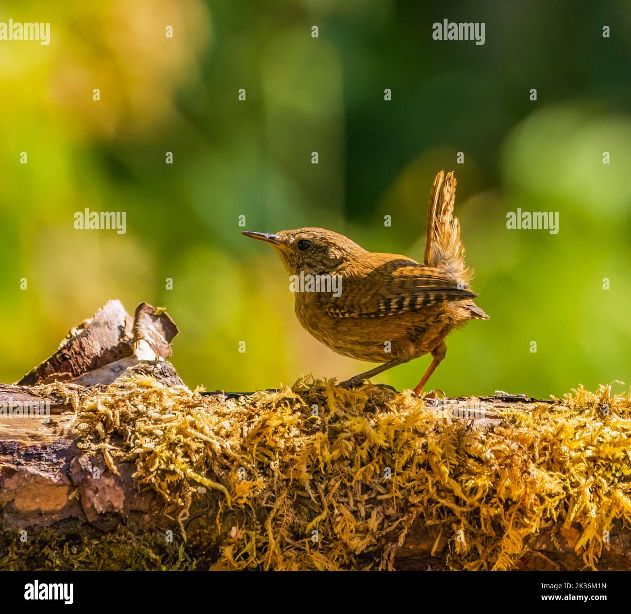 Jenny Wren dans le jardin des Cotswolds Banque D'Images