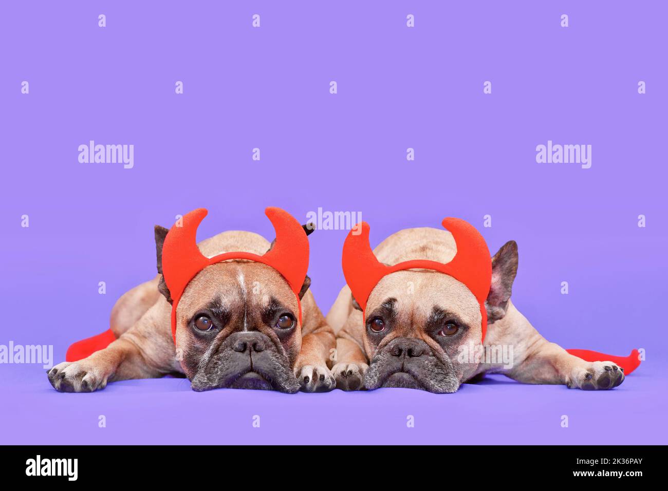 Paire de chiens de Bulldog français d'Halloween portant des cornes rouges de diable sur fond violet avec espace de copie Banque D'Images